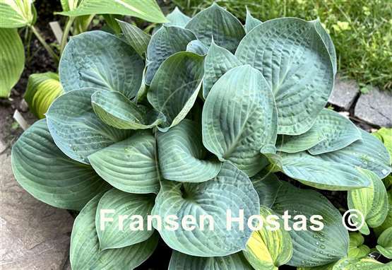 Hosta Dixie Cups